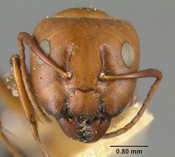 Media type: image;   Entomology 21533 Aspect: head frontal view